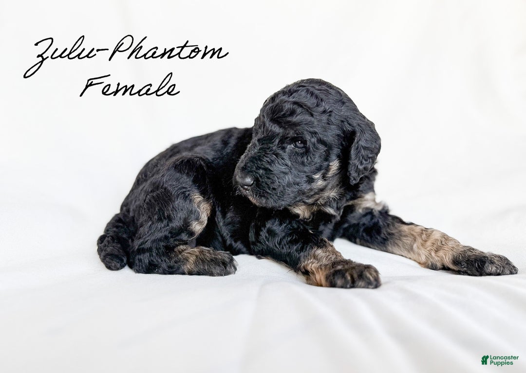 Standard Poodle dogs for sale: Zulu - Ad 2