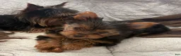 Yorkshire Terrier dogs for sale: Sasha - Ad 2