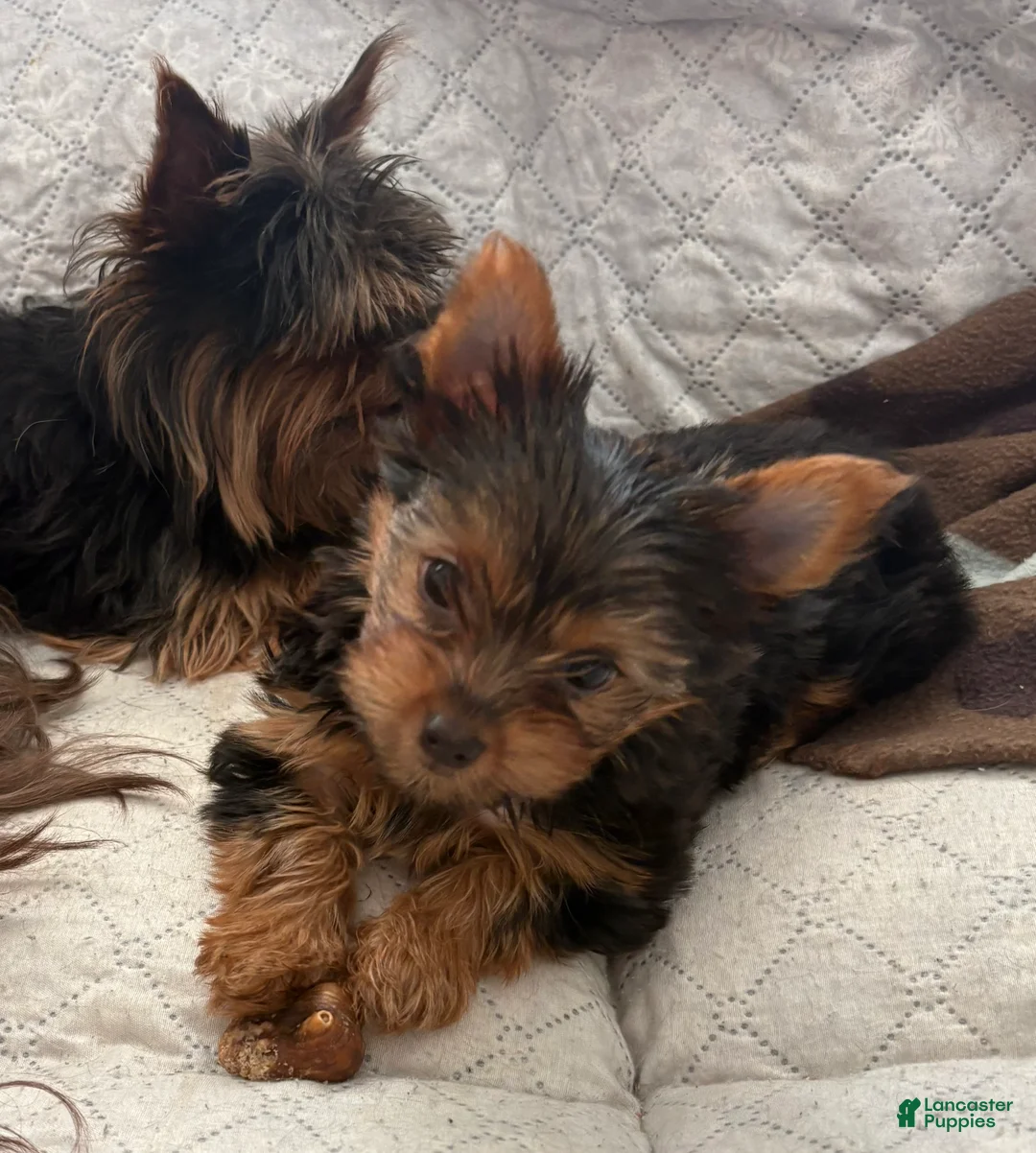 Yorkshire Terrier dogs for sale: Sasha - Ad 2