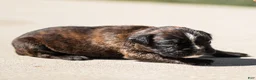Boxer dogs for sale: Lonnie Boxer Puppy  - Ad 2