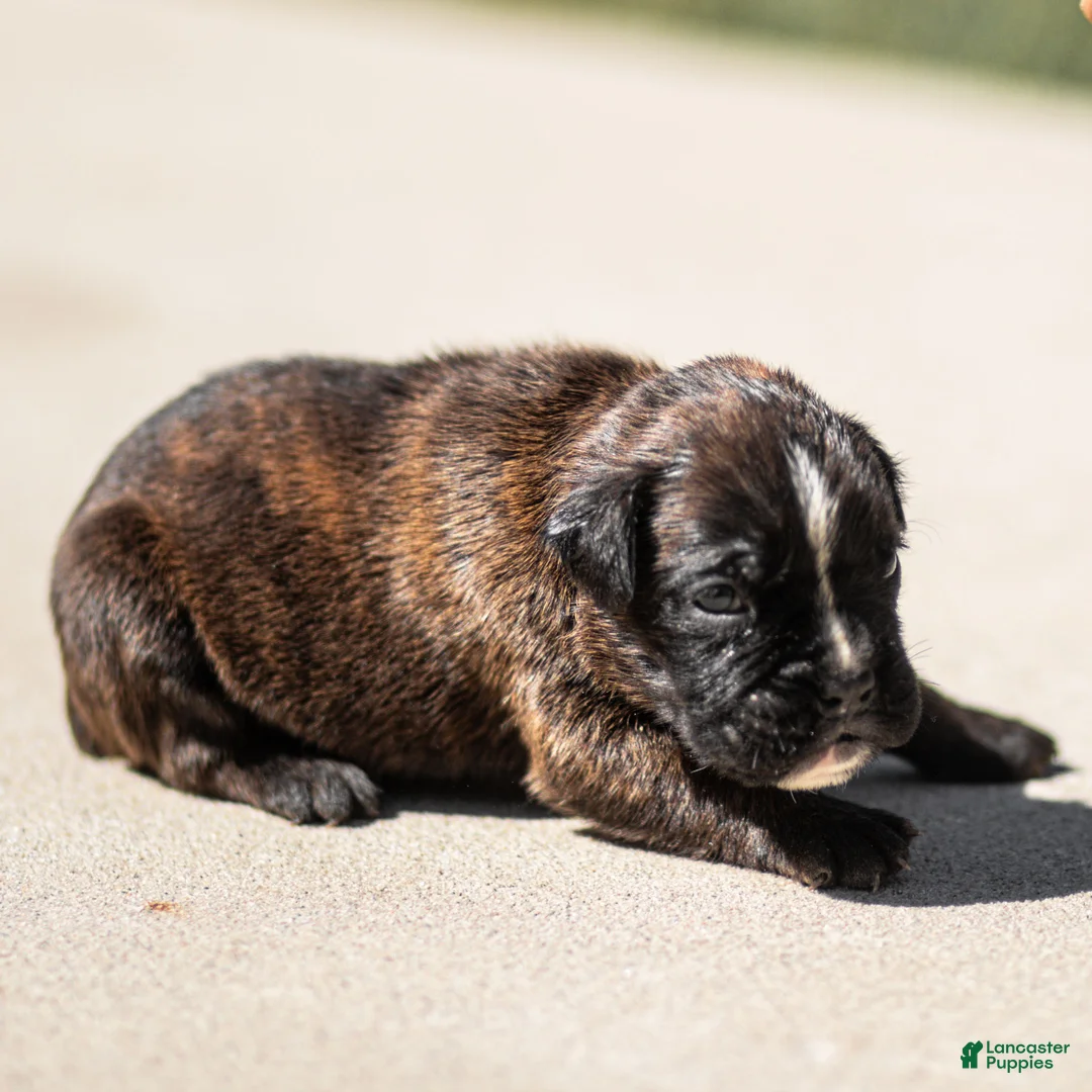 Boxer dogs for sale: Lonnie Boxer Puppy  - Ad 2