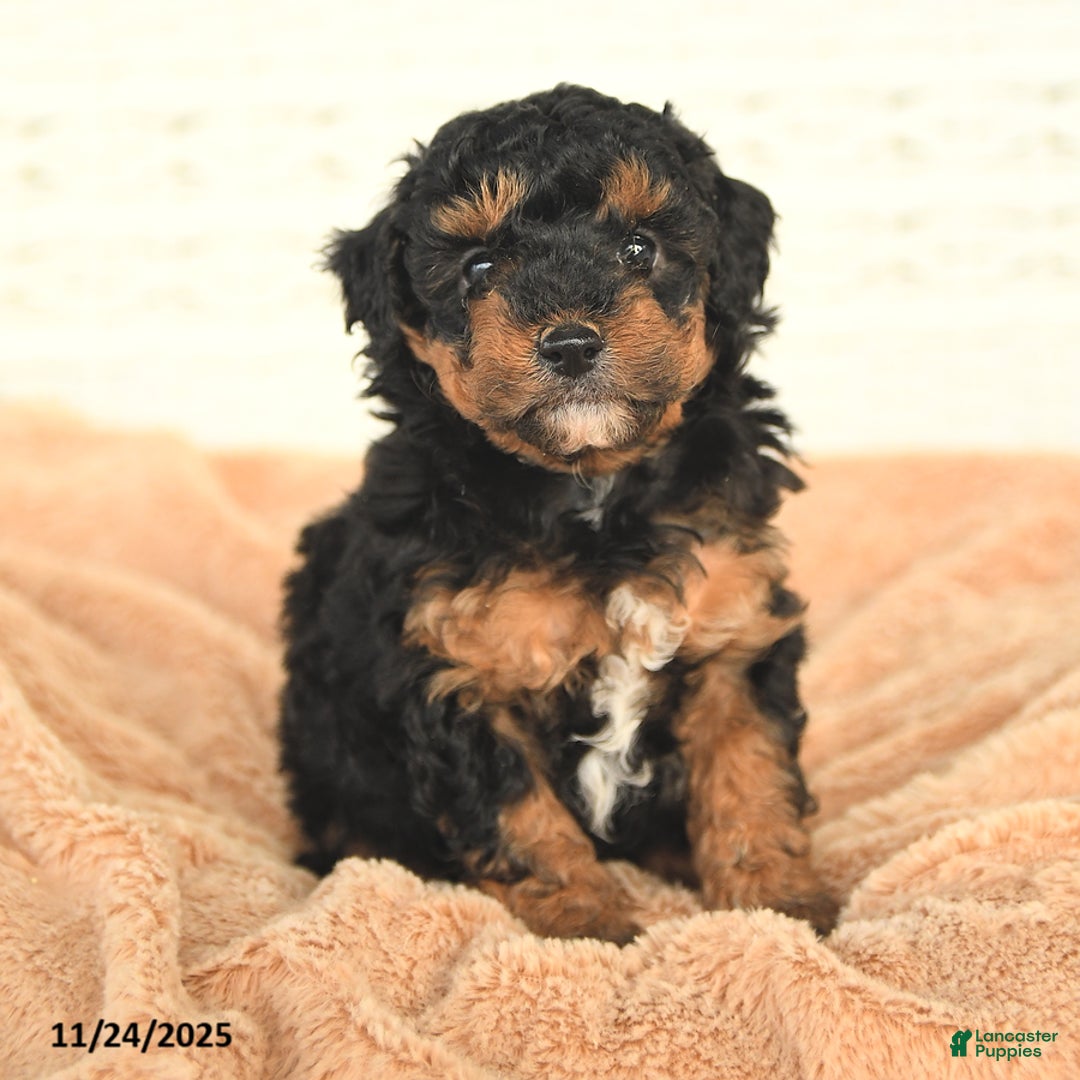 Miniature Poodle dogs for sale: Natalie - Ad 2