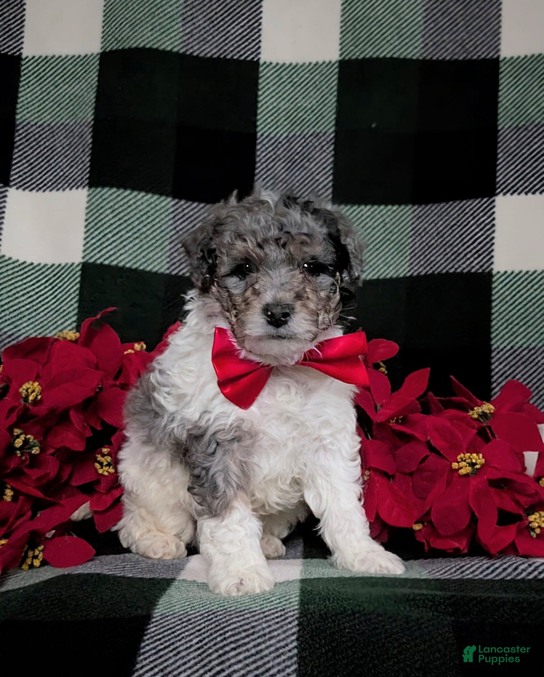 Mini Bernedoodle dogs for sale: Armondo Hypoallergenic Ready for Christmas - Ad 3