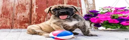English Mastiff dogs for sale: Paul - Ad 13