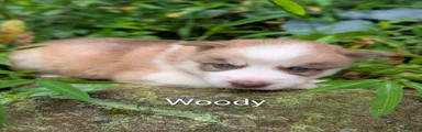 Woody
