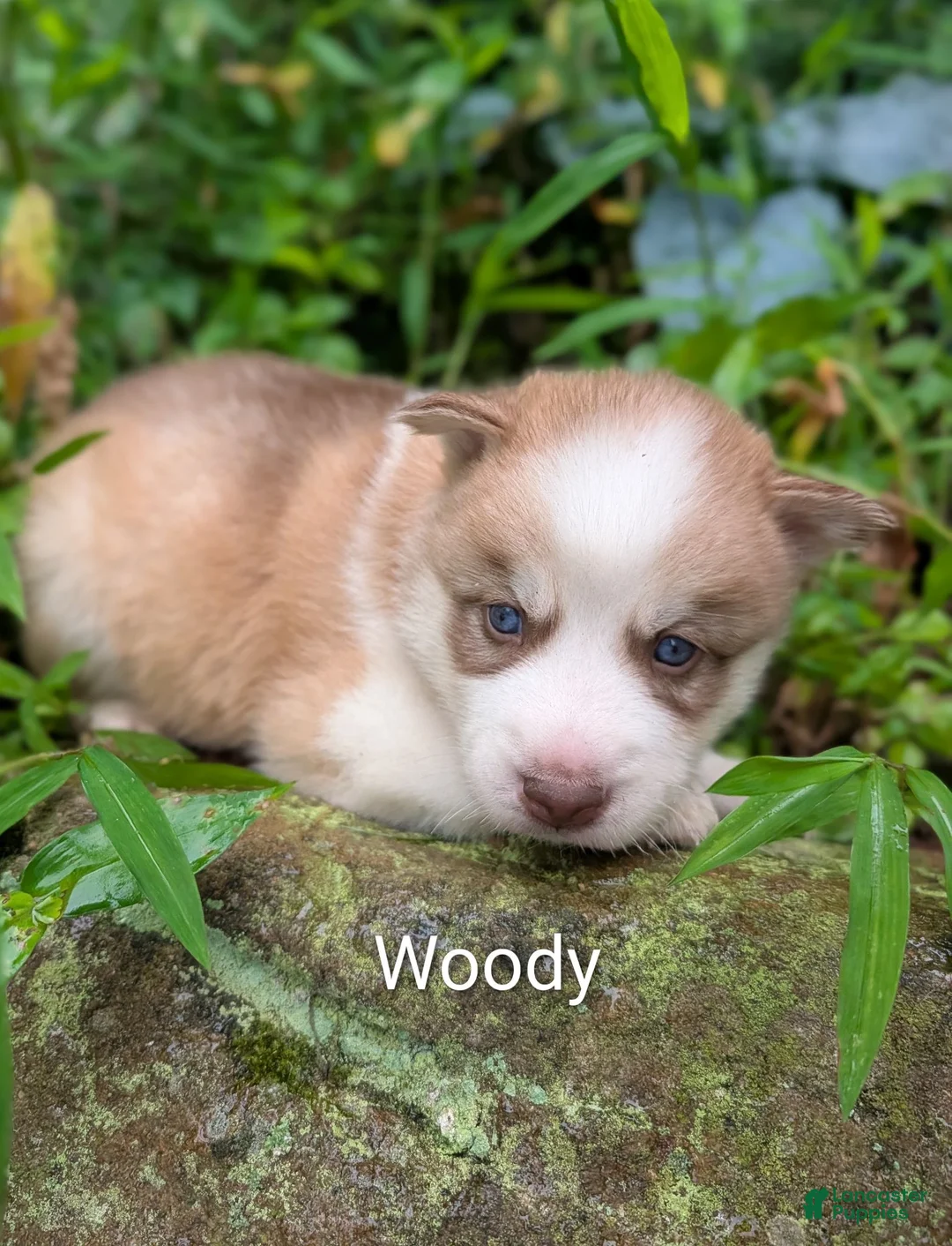 Siberian Husky dogs for sale: Woody - Ad 1