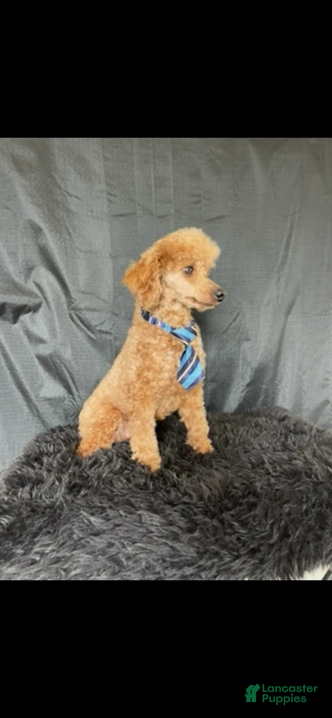 Miniature Poodle dogs for sale: Akc Clear genetics Proven Red Boy - Ad 8