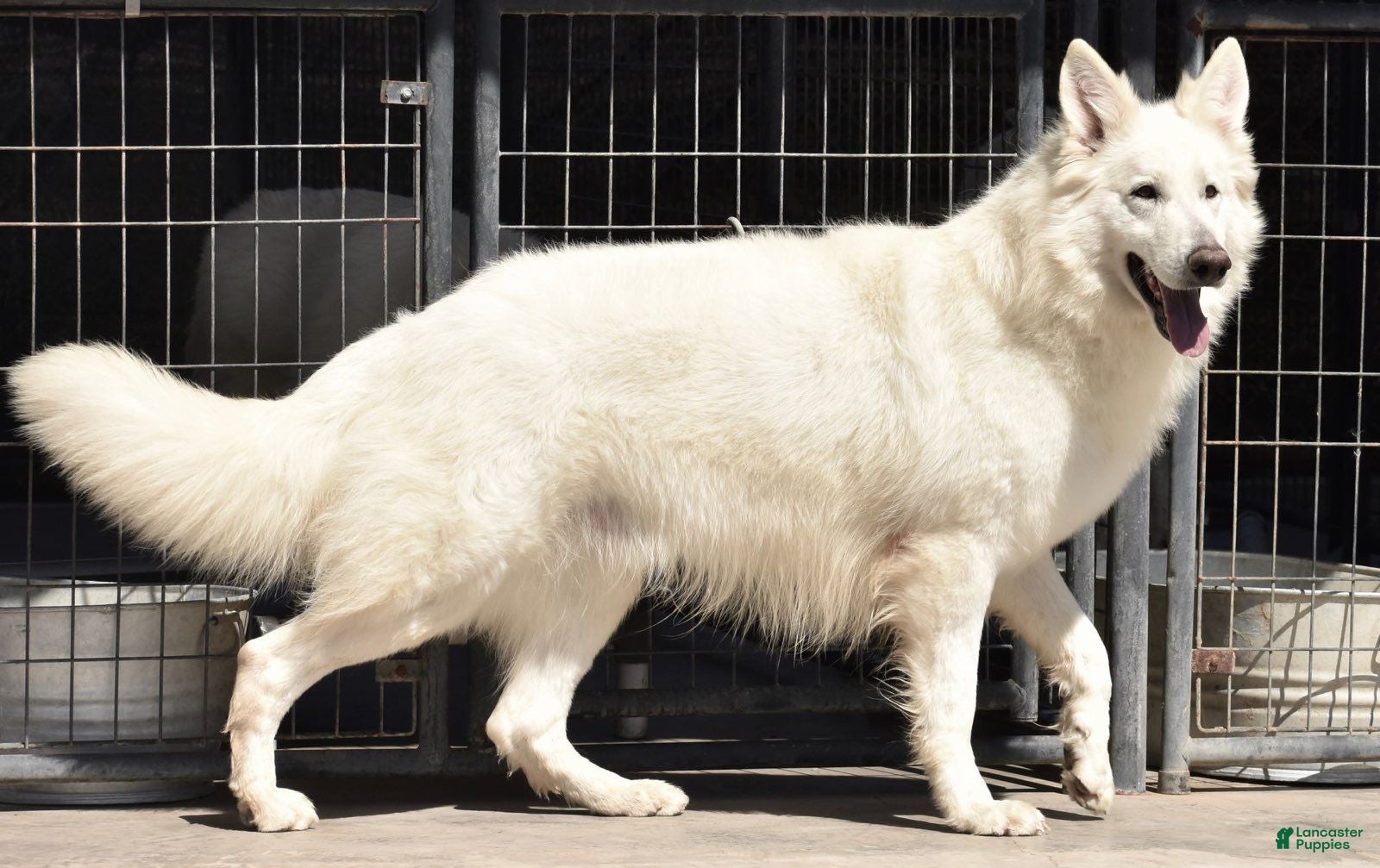 German Shepherd dogs Louie  - Ad 1
