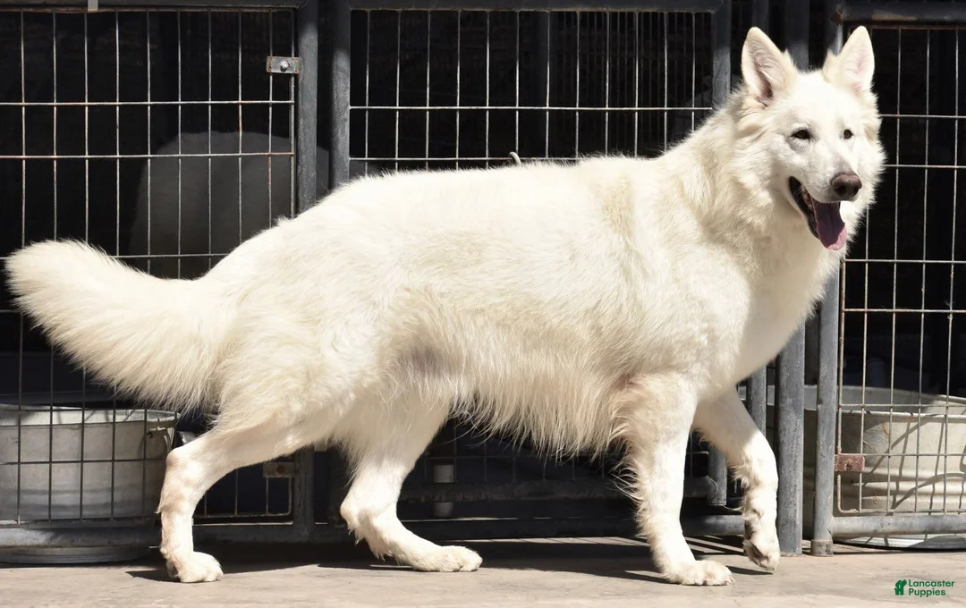 German Shepherd dogs for stud: Louie  - Ad 1