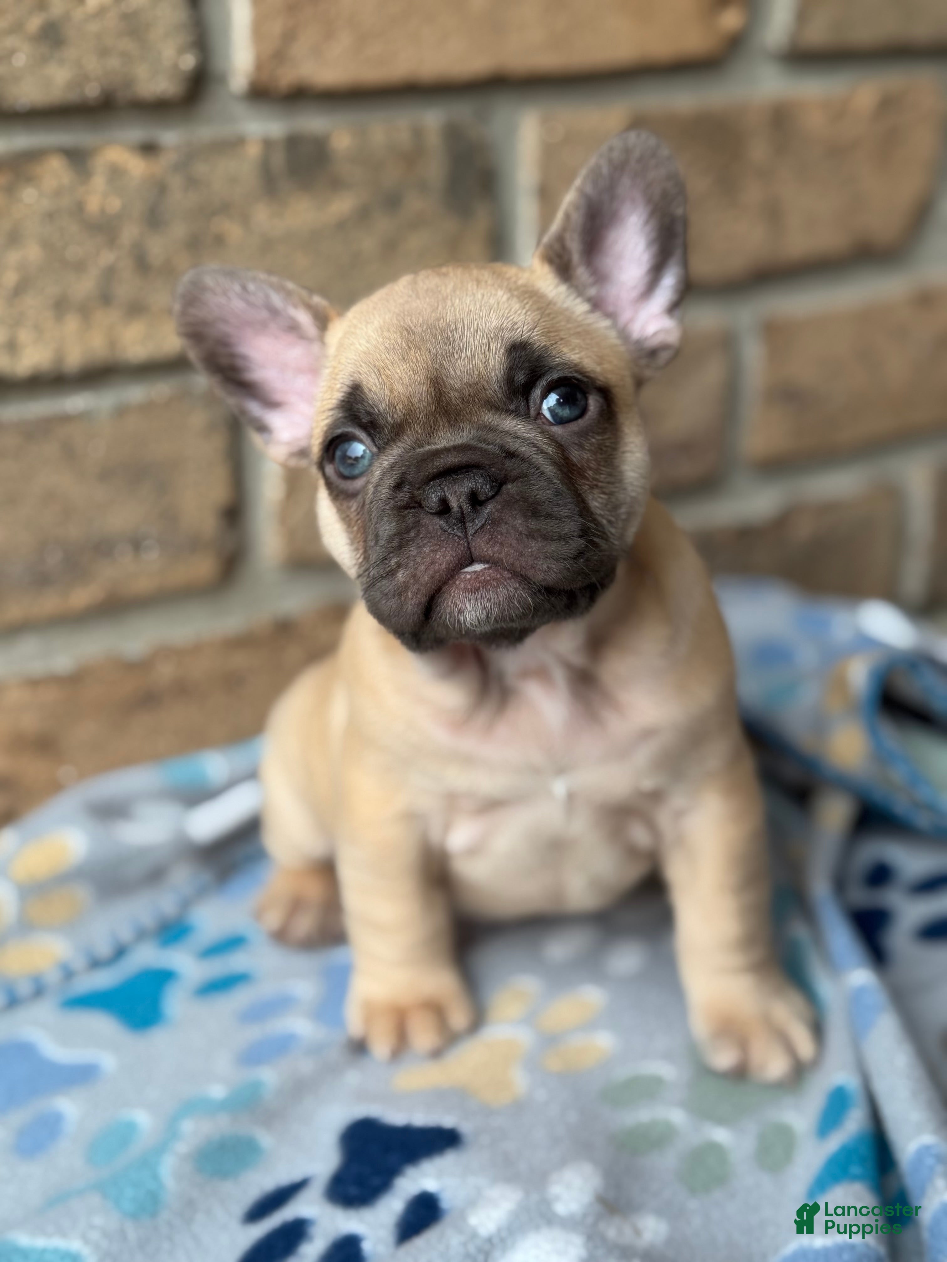 Big Rope French Bulldog Shar Pei Mix Puppies French Bulldog