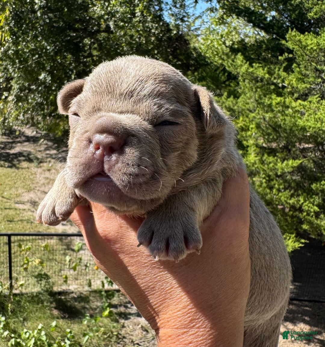 French Bulldog dogs for sale: French Bulldog Puppy 2 - Ad 2