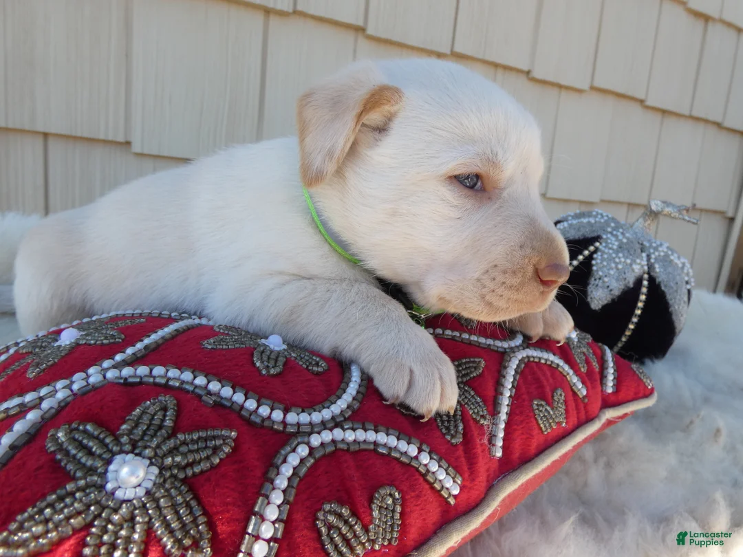 Labrador Retriever dogs for sale: Labrador Retriever 6 Brinkley - Ad 2