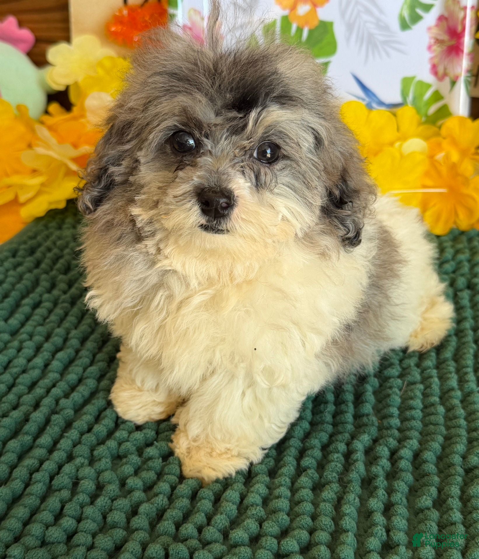Cockapoo dogs Buttons - Ad 22