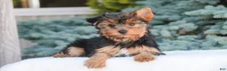 Yorkshire Terrier dogs for sale: Tahoe - Ad 8