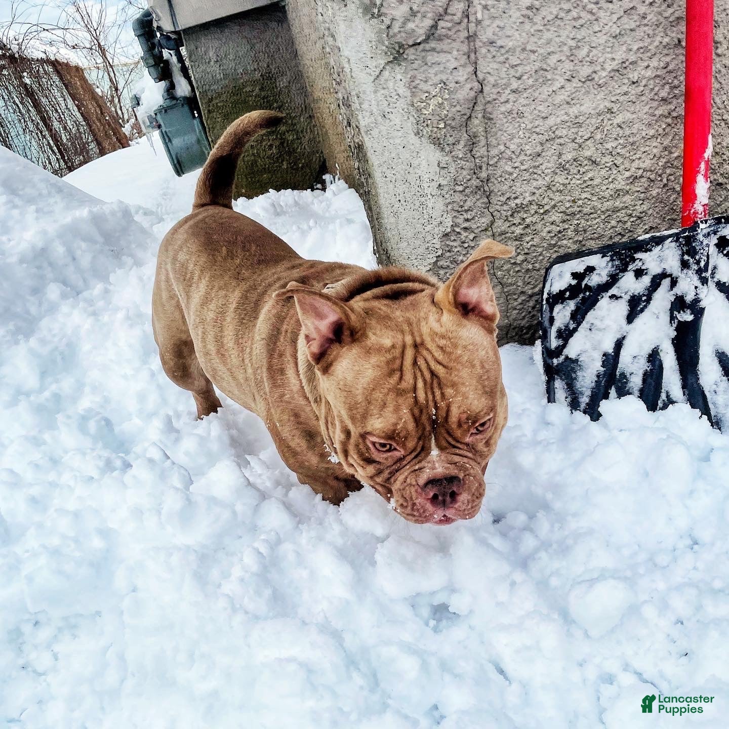 American Bully dogs Don Jwett of Krwnd Blood Bulliez - Ad 11