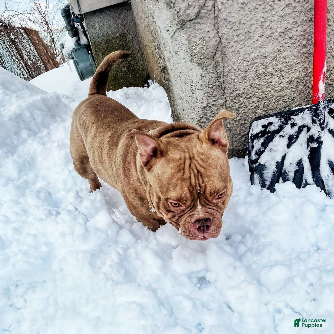 American Bully dogs for stud: Don Jwett of Krwnd Blood Bulliez - Ad 1