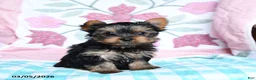Yorkshire Terrier dogs for sale: Chipper - Ad 5
