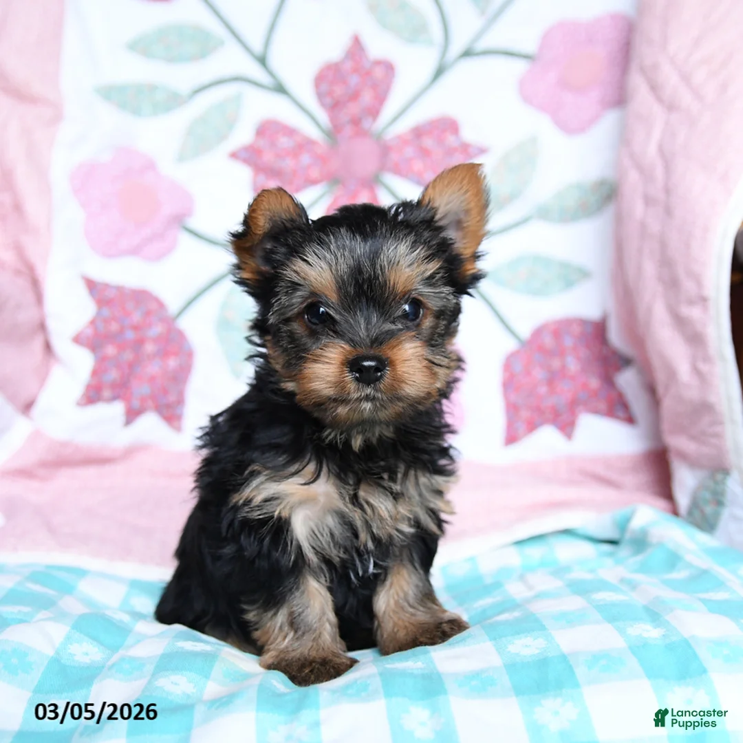 Yorkshire Terrier dogs for sale: Chipper - Ad 5
