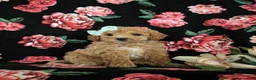 Miniature Poodle dogs for sale: Ophelia - Ad 6