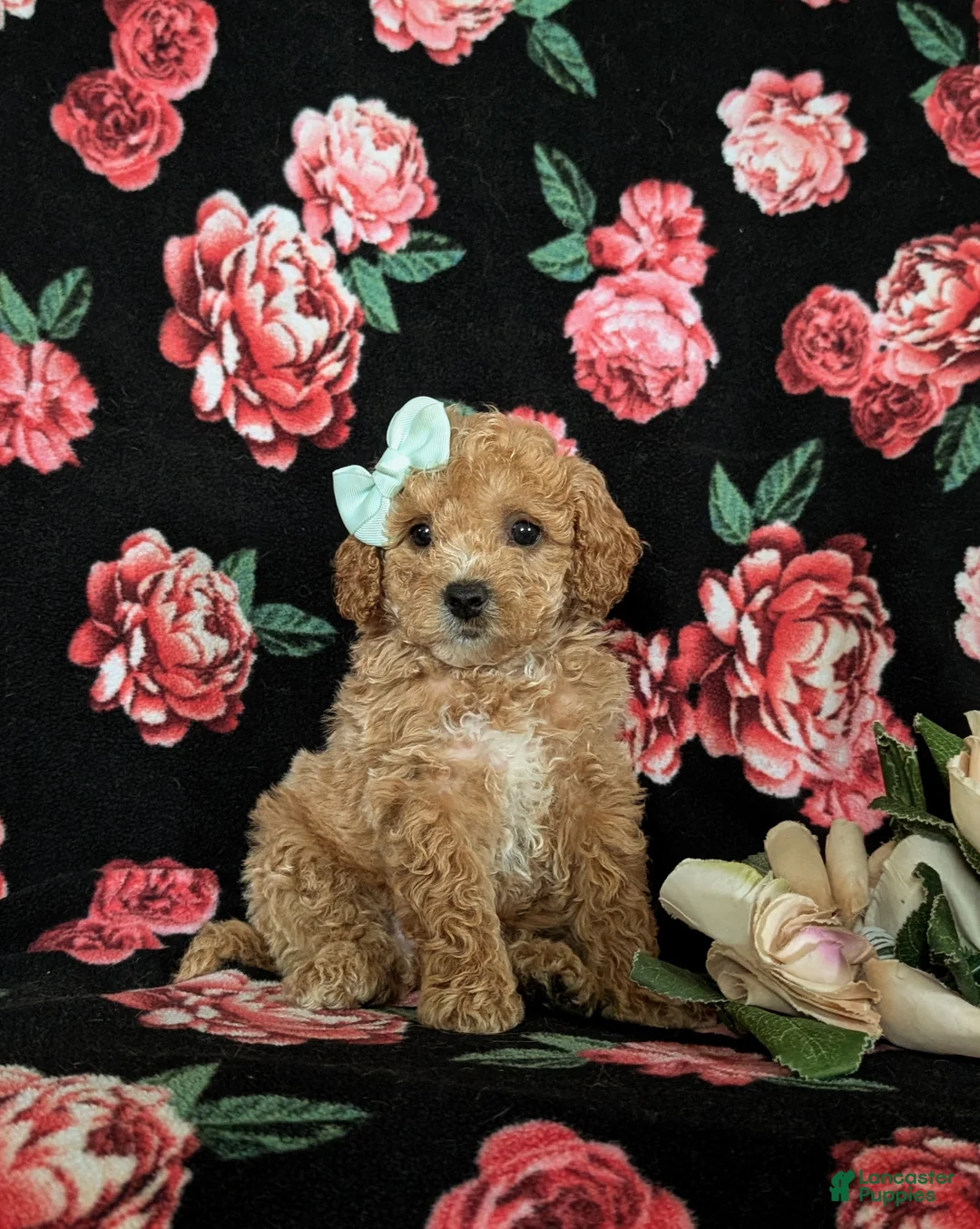 Miniature Poodle dogs for sale: Ophelia - Ad 6