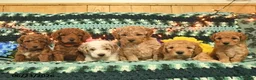 Mini Goldendoodle dogs for sale: Peppy Peet  - Ad 5
