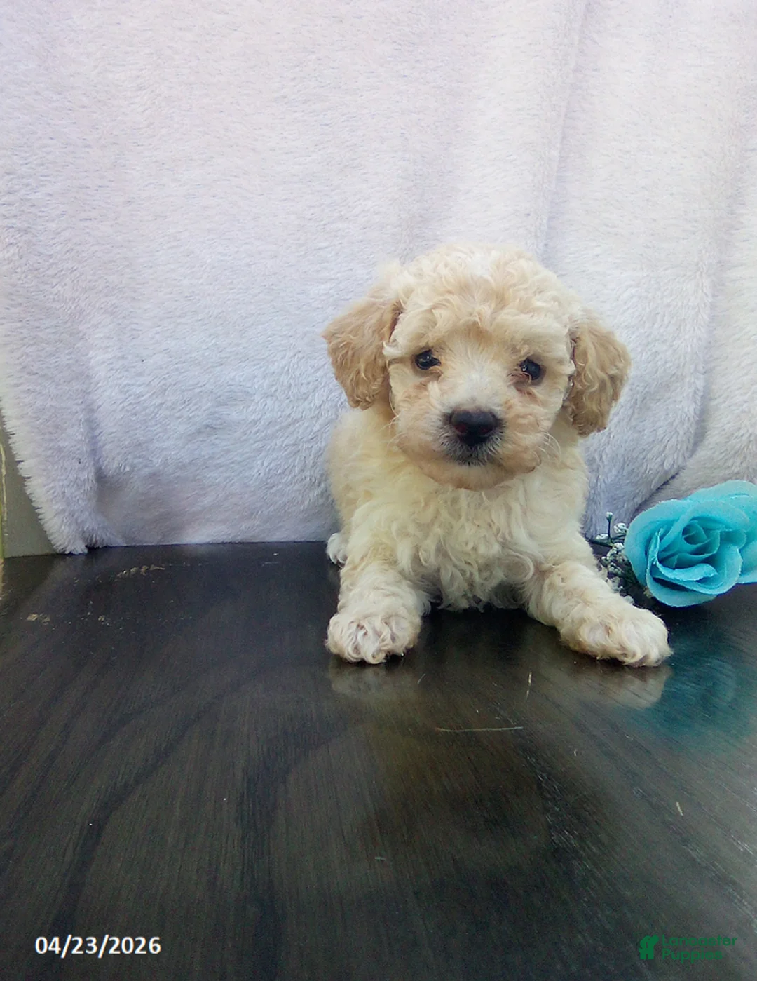 Toy Poodle dogs for sale: Emerson - Ad 2