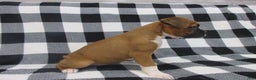 Boxer dogs for sale: Noel - Ad 2