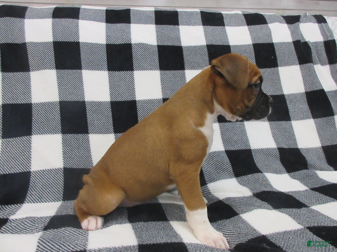 Boxer dogs for sale: Noel - Ad 2