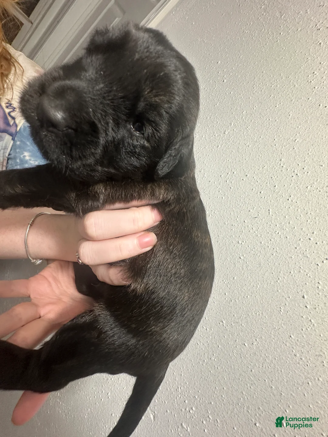 Mixed Breed dogs for sale: Mixed Breed 1 - Ad 2