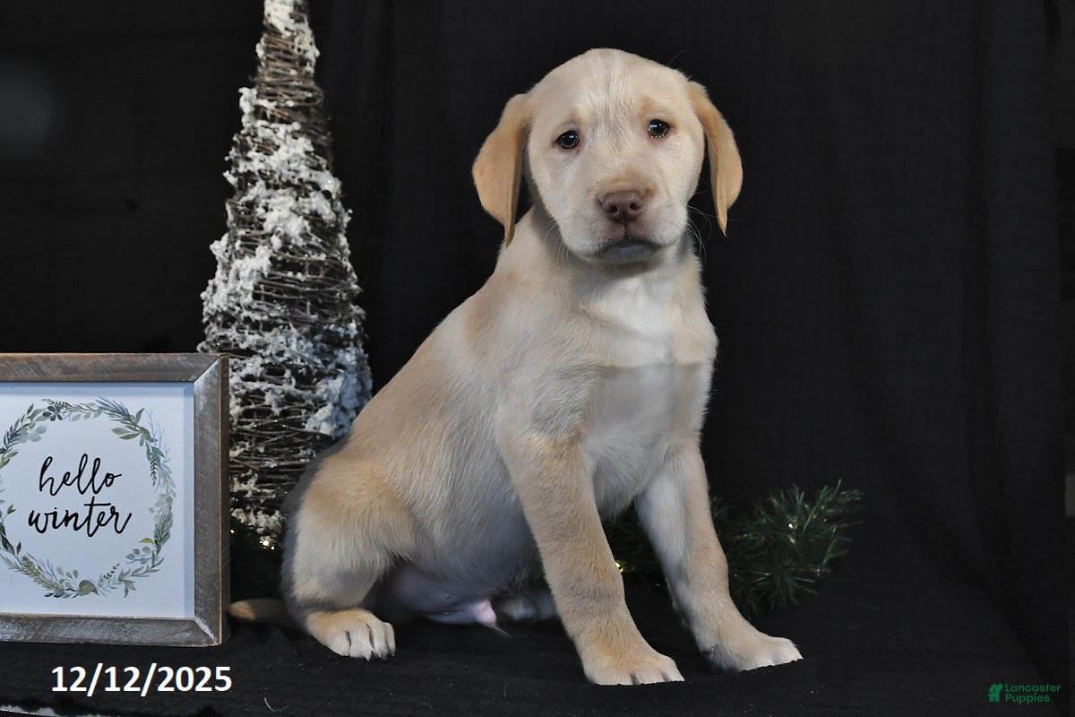 Labrador Retriever dogs Remy - Ad 30