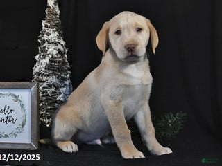 Labrador Retriever dogs for sale: Remy - Ad 3