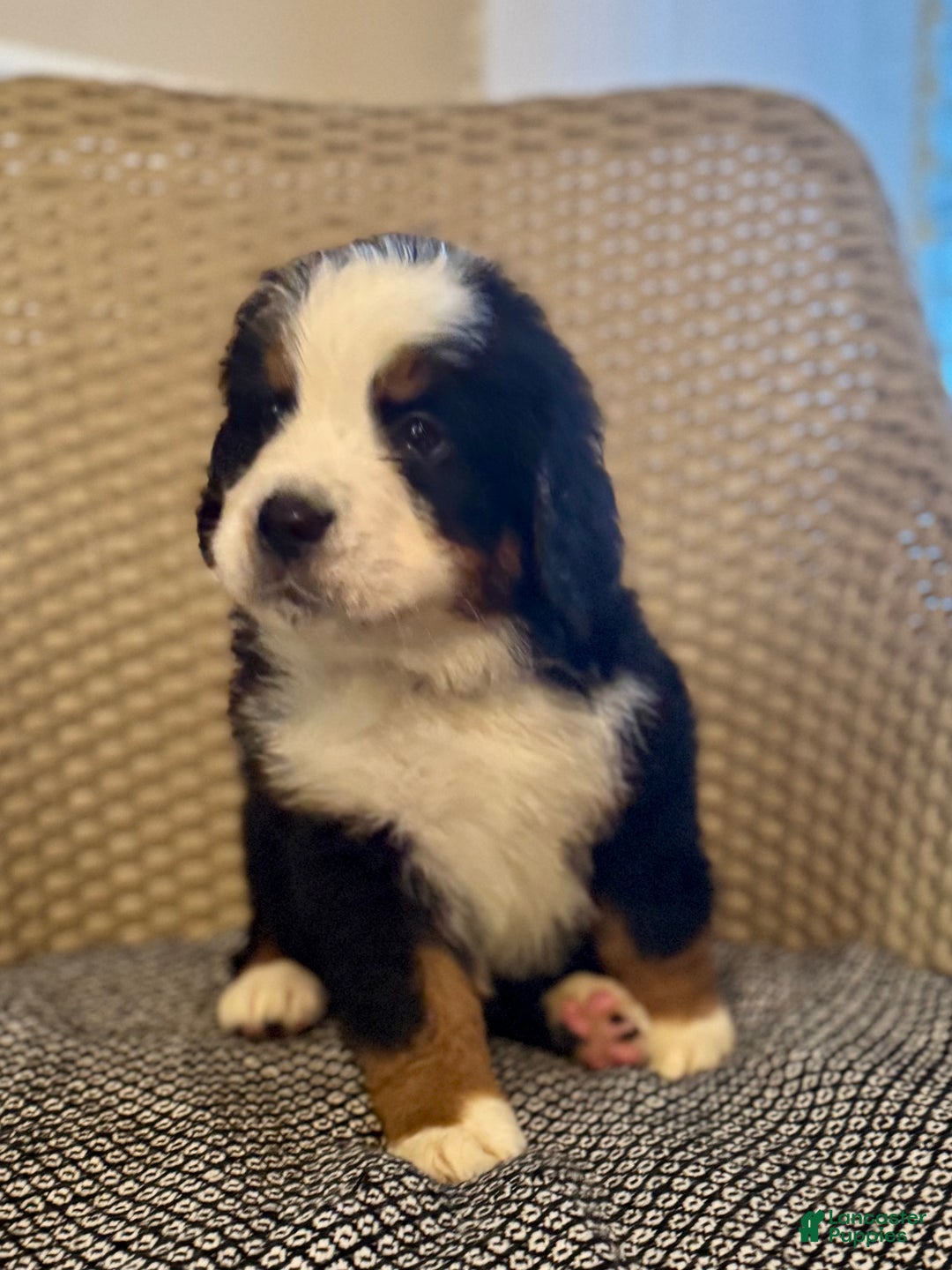 Bernese Mountain Dog dogs for sale: Teddy - Ad 5