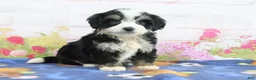 Mini Bernedoodle dogs for sale: Logan - Ad 3