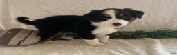 Australian Shepherd dogs for sale: Robin - Ad 3