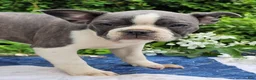 Frenchton dogs for sale: Oli Pop - Ad 4