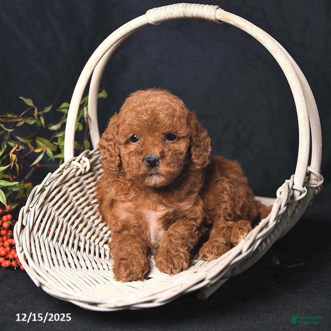 Miniature Poodle dogs for sale: Ivory - Ad 4