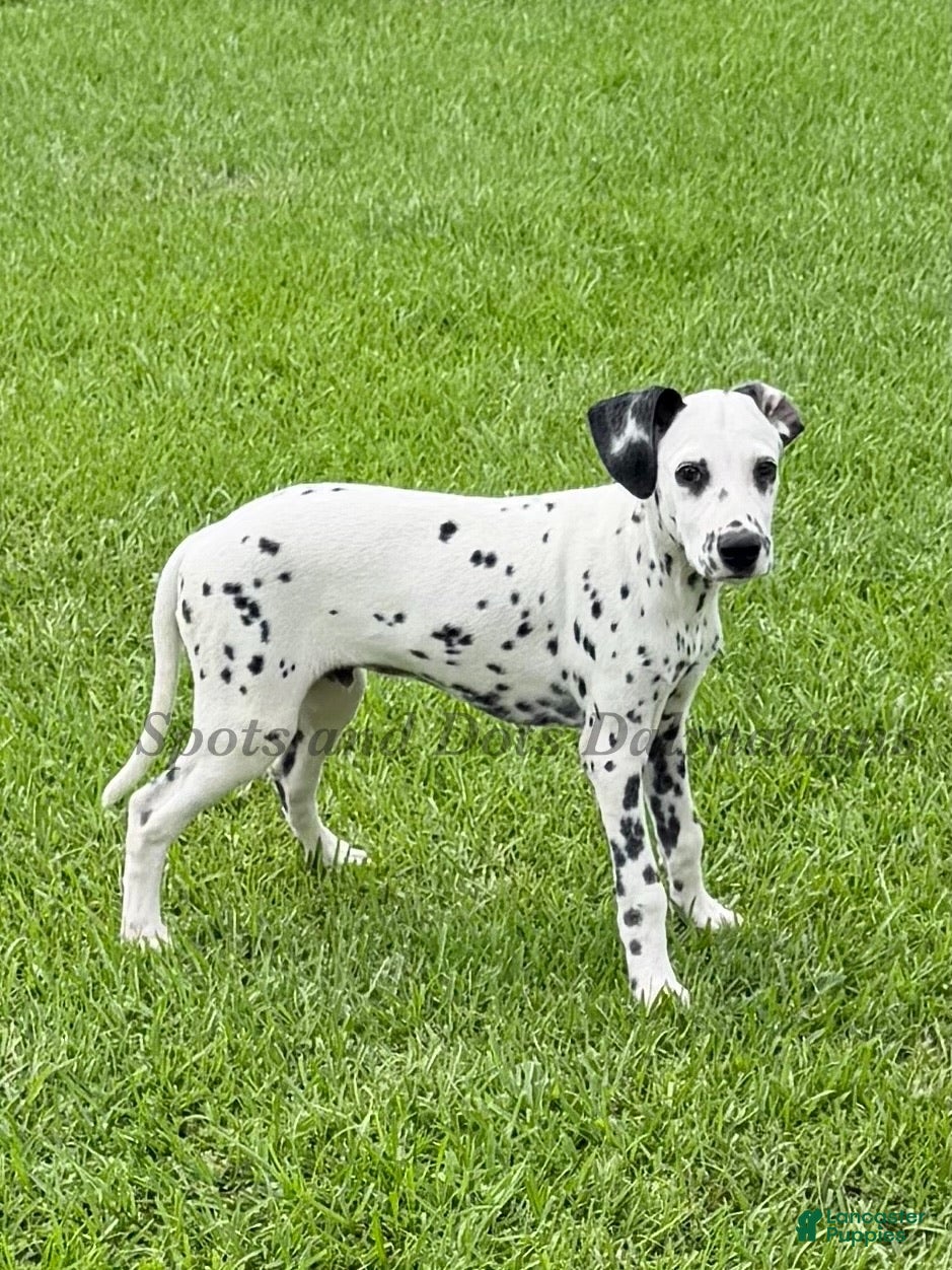 Dalmatian dogs Jesse - Ad 2