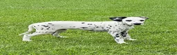 Dalmatian dogs for sale: Jesse - Ad 2