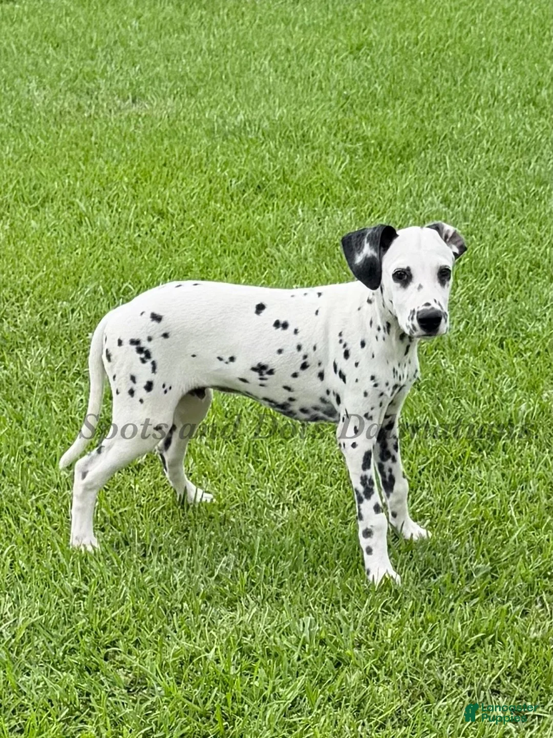 Dalmatian dogs for sale: Jesse - Ad 2