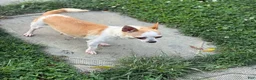 Chihuahua dogs for sale: Tillie - Ad 17