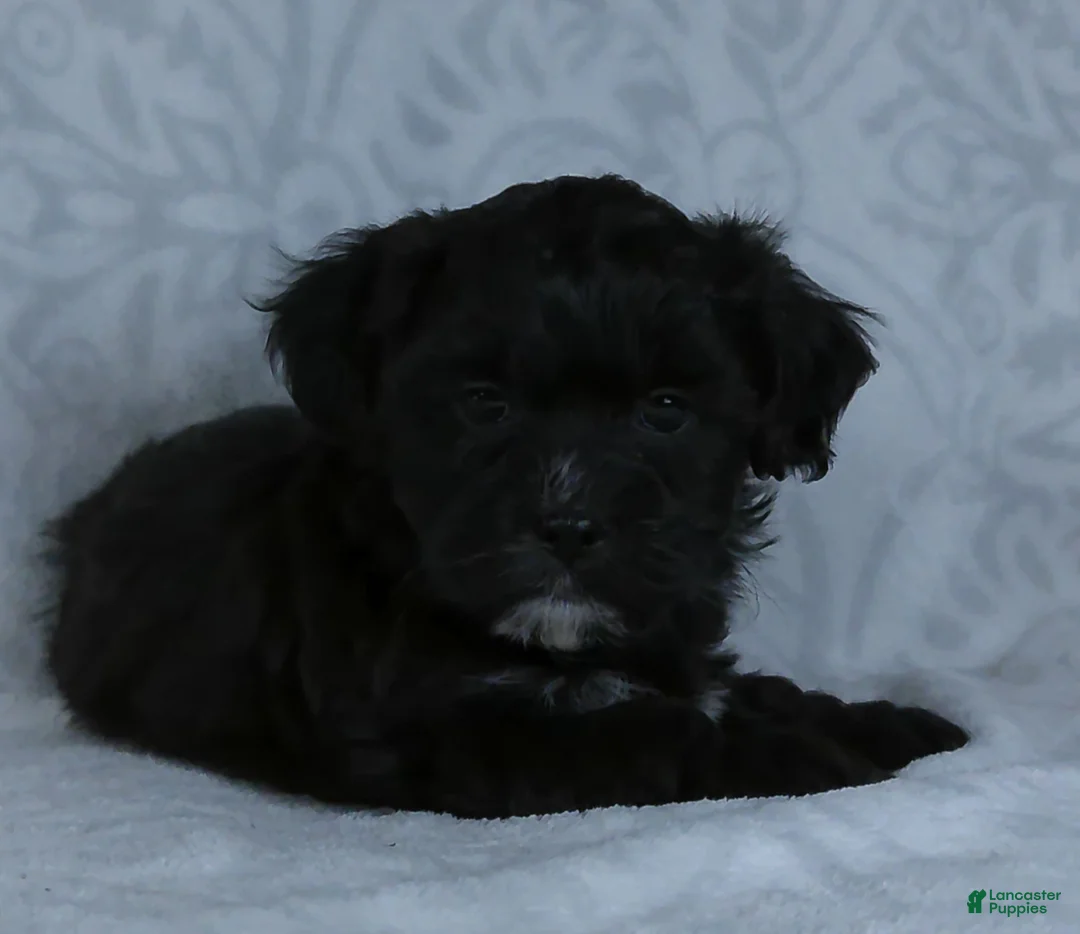 Teddy Bear dogs for sale: Oslo - Ad 3