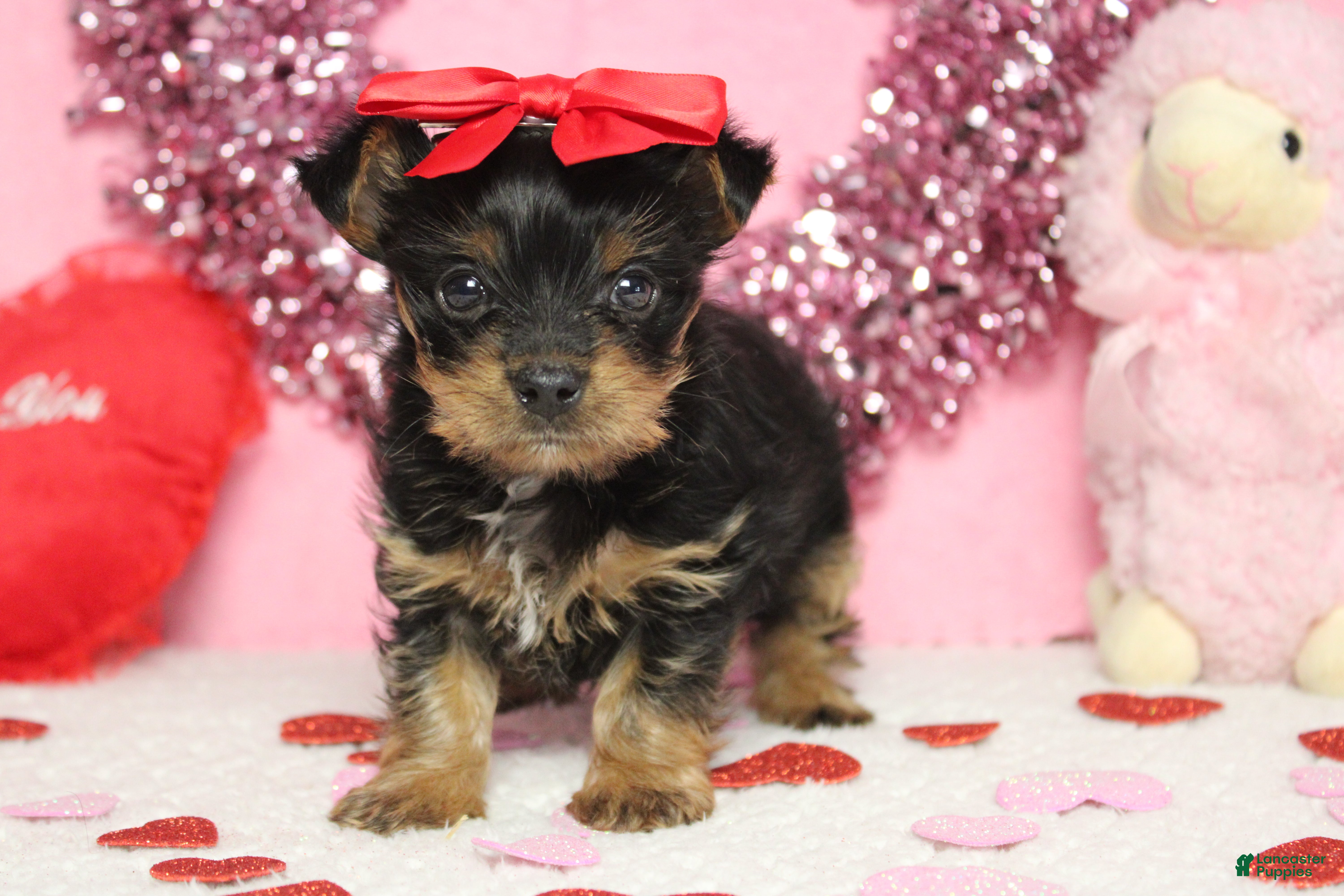 Yorkshire Terrier dogs Juliana - Ad 1