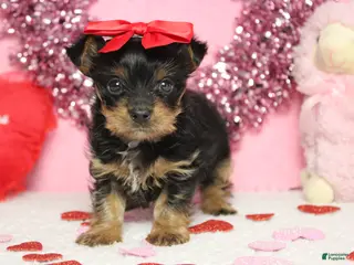 Yorkshire Terrier dogs Juliana - Ad 11