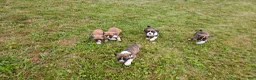 Boxer dogs for sale: Boxer 5 - Ad 4