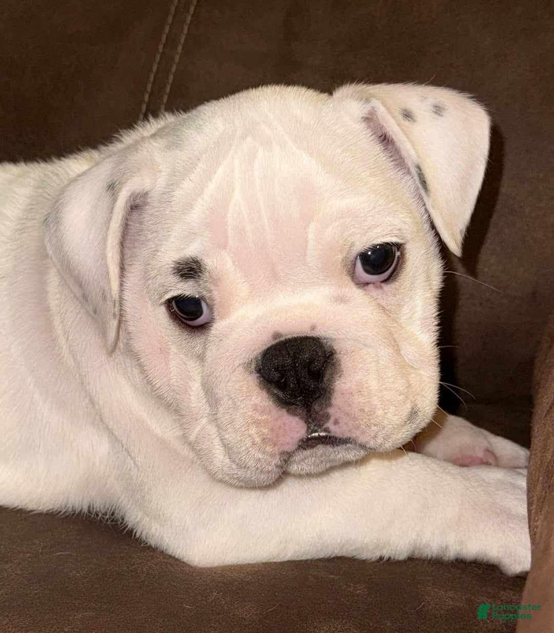 English Bulldog dogs for sale: Brian - Ad 3