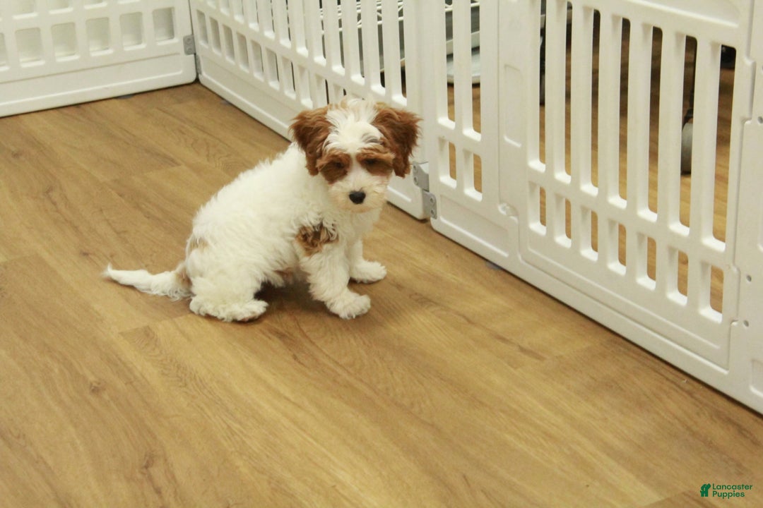 Cavapoo dogs for sale: Mia - Ad 11