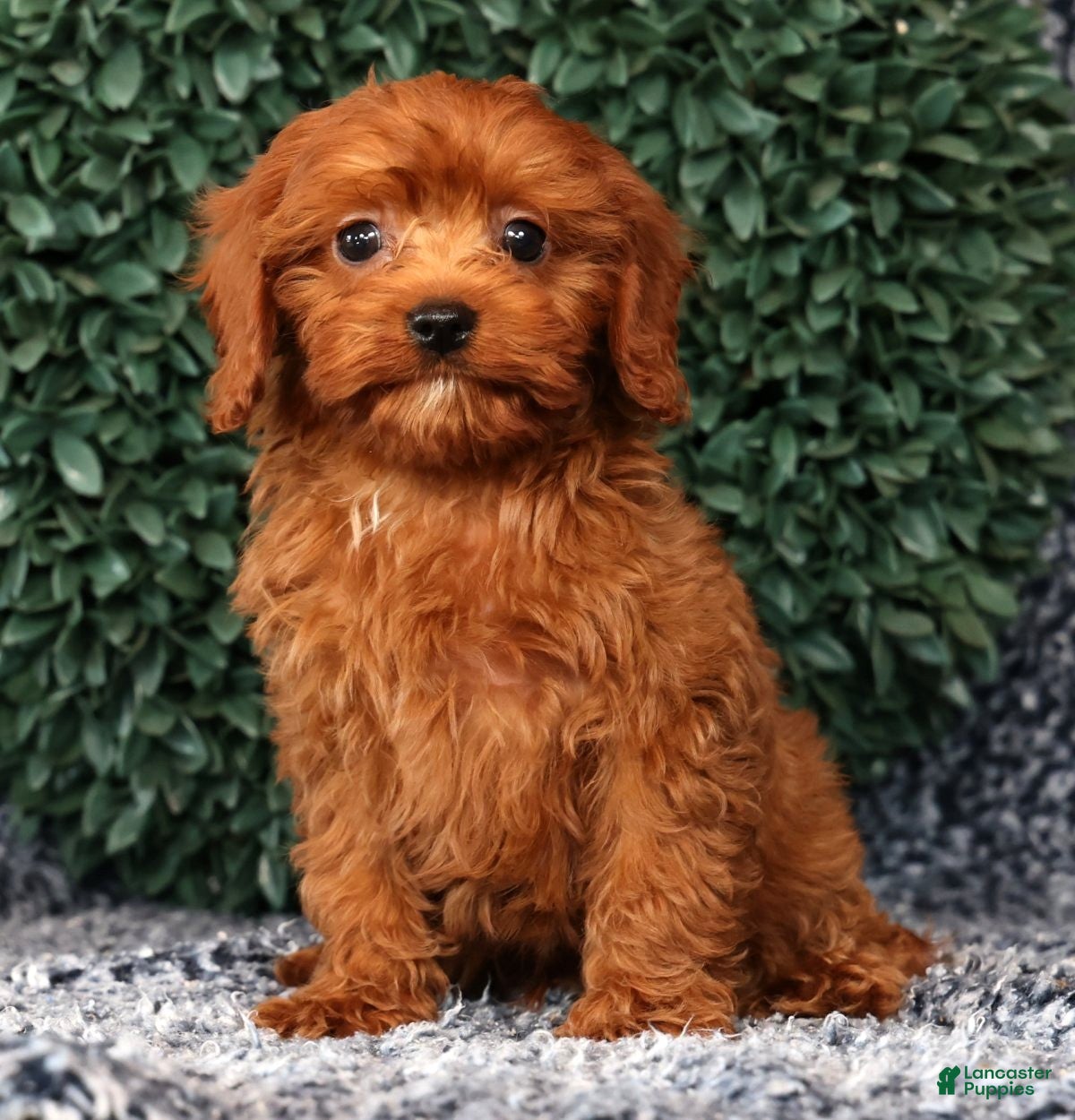 Cavapoo dogs Mason - Ad 2