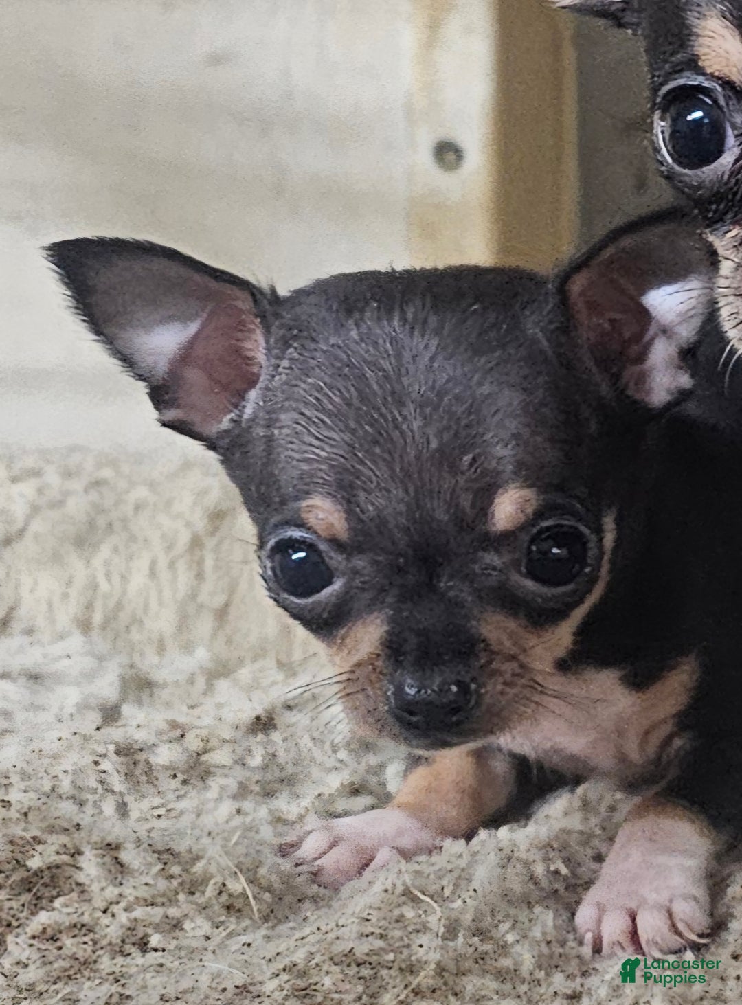 Chihuahua dogs for sale: Pixie - Ad 4