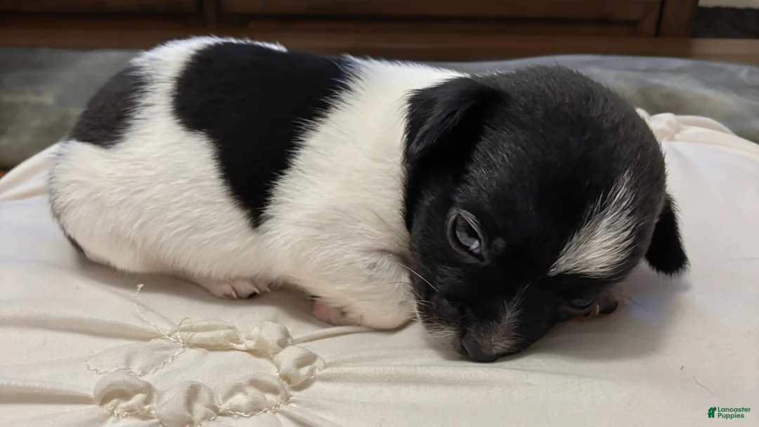 Chihuahua dogs for sale: Brook🩷 - Ad 2