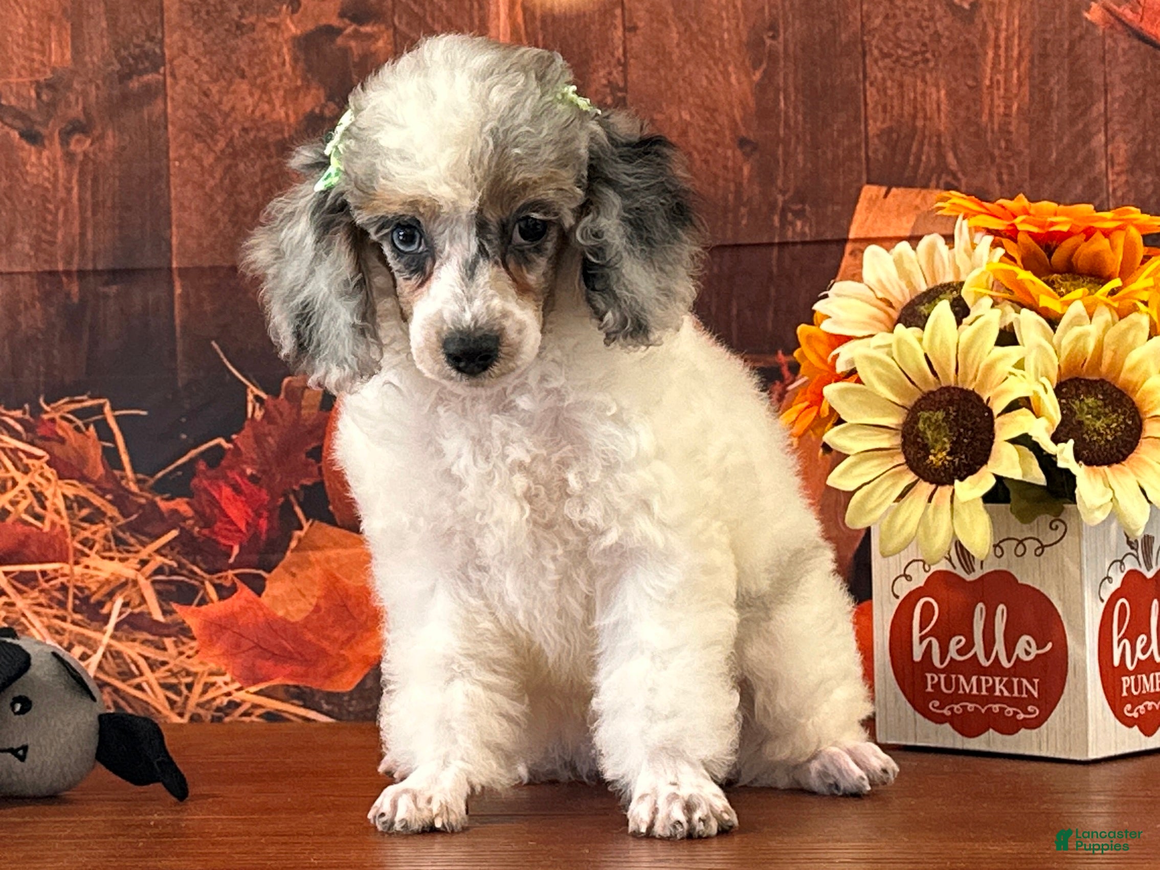 Miniature Poodle dogs Izzy - Ad 10
